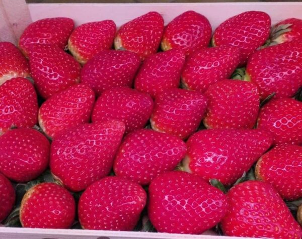 Maduixes