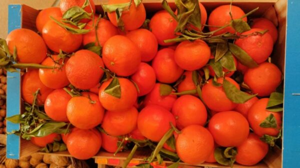 Mandarines